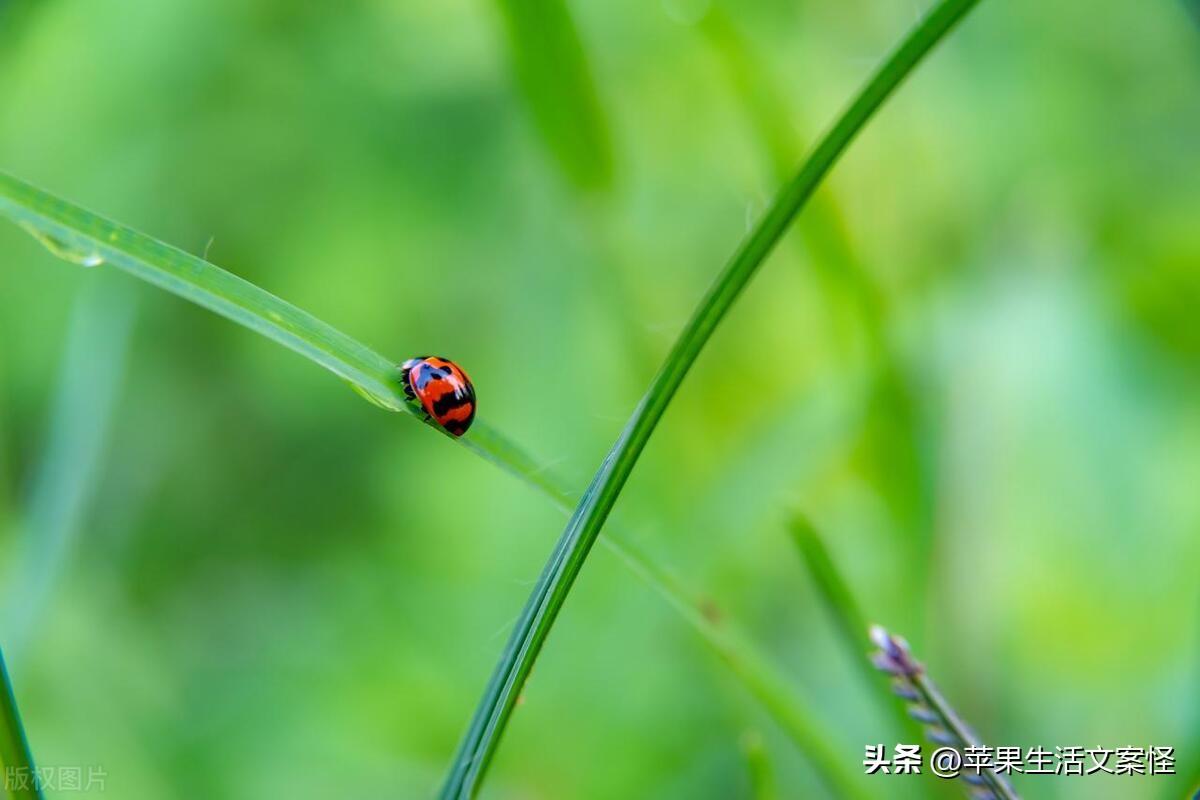 立春简短文案20句,立是开始,春是希望