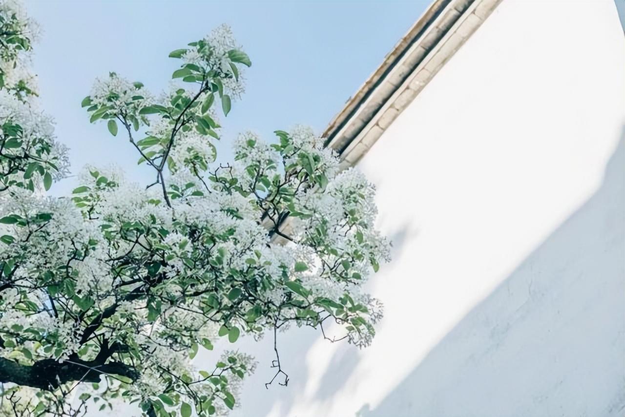 初夏的诗句30句,惊艳了整个夏天