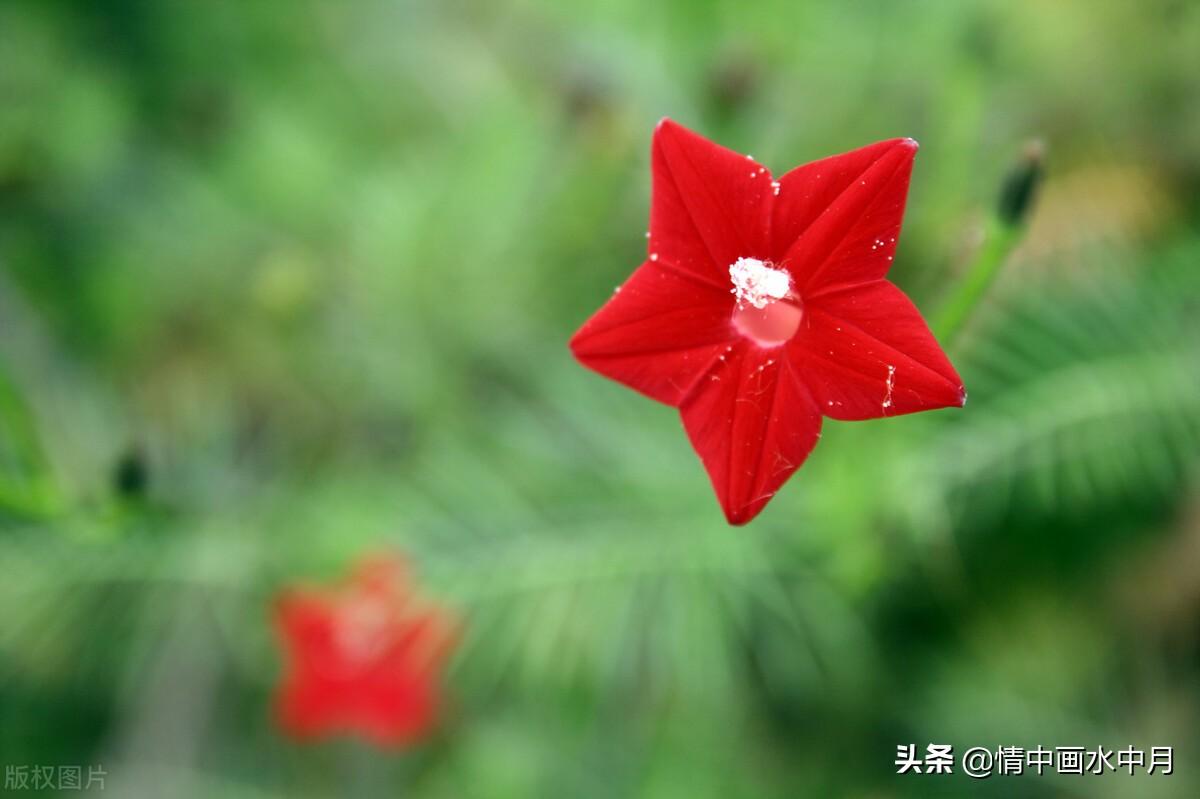 表白爱情句子21句,浪漫至极,表白必备