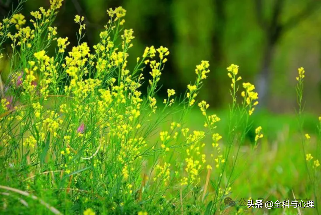 春天来了的优美句子16句,浪漫又唯美