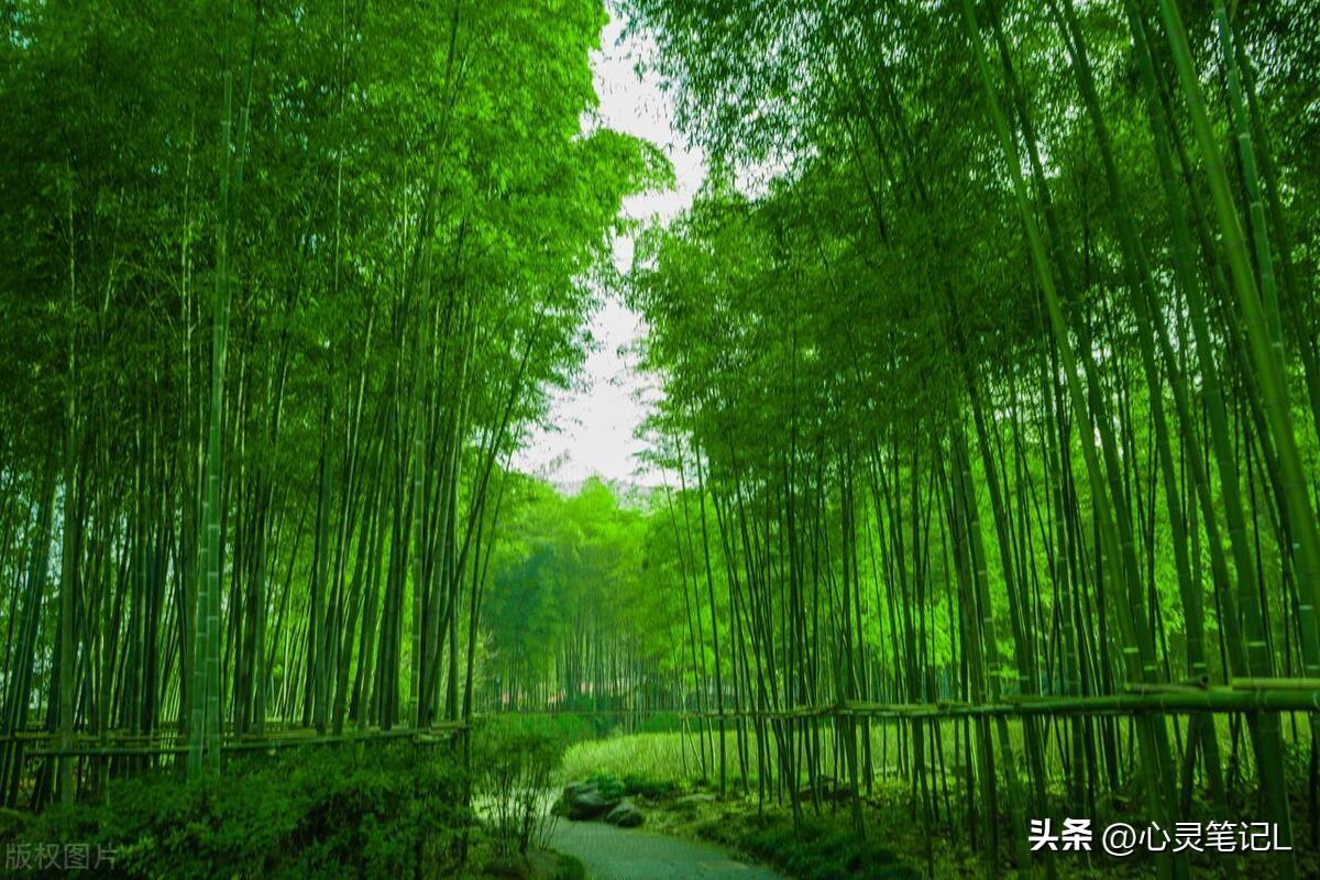 反省的名言20句,自我反省美化心灵