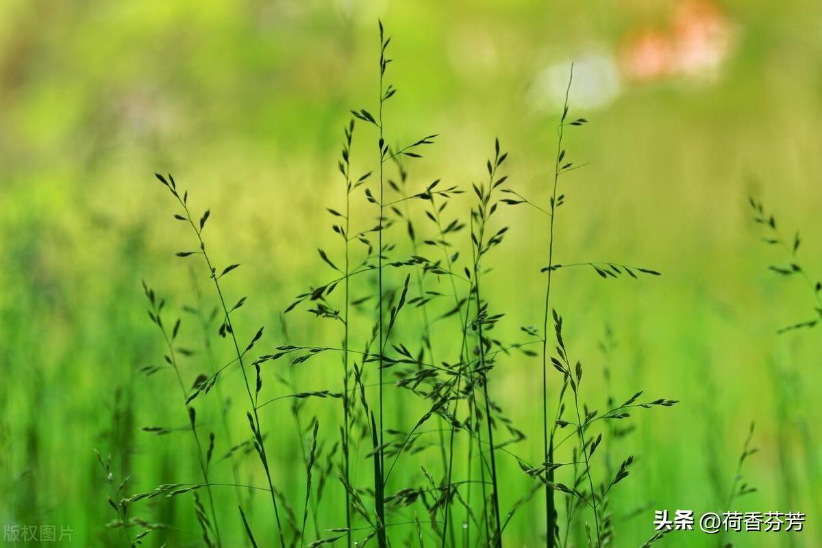 小草作文(汇总5篇)