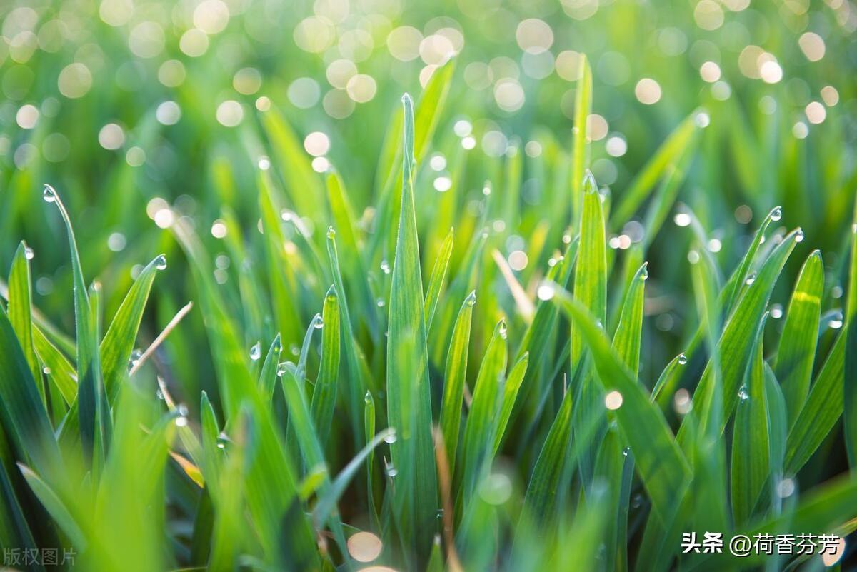 小草作文(汇总5篇)