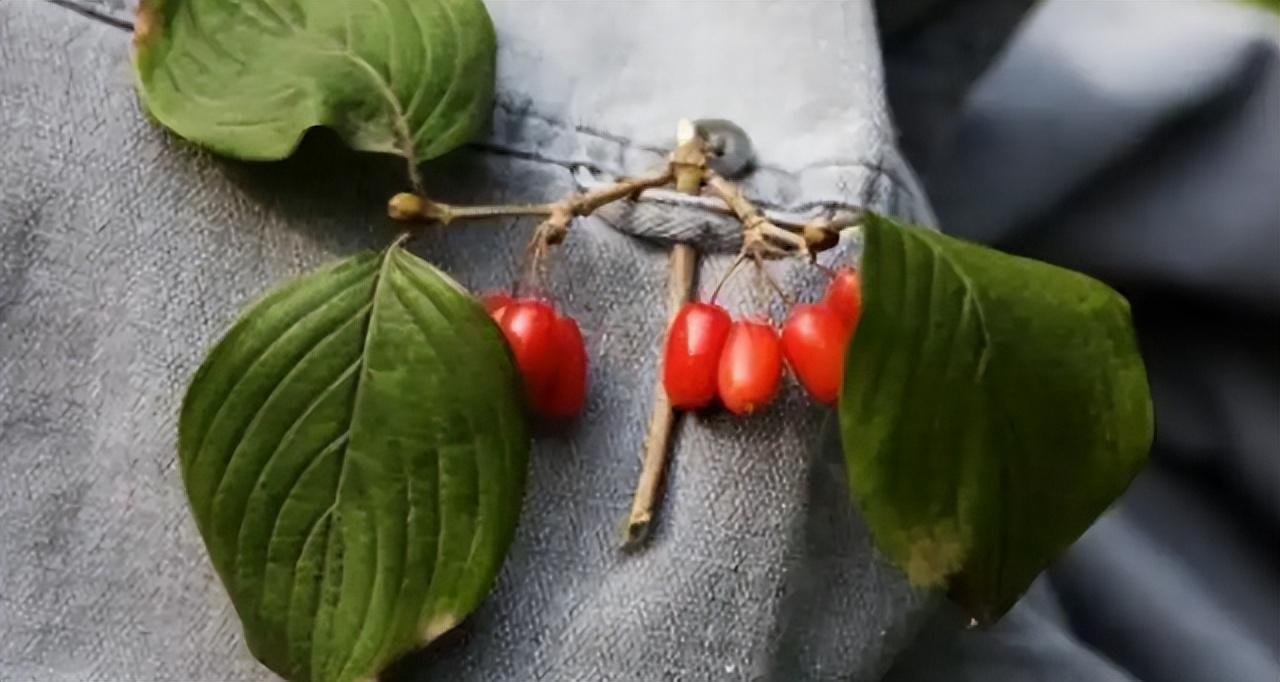 重阳节的来历简介(重阳节的来历传说和风俗的简短介绍)