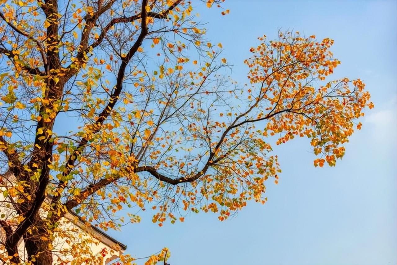 重阳节的来历简介(重阳节的来历传说和风俗的简短介绍)