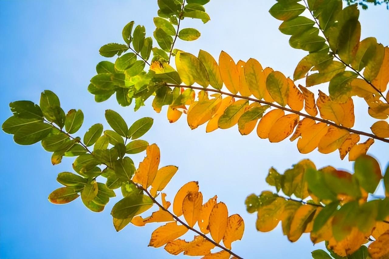 重阳节的来历简介(重阳节的来历传说和风俗的简短介绍)