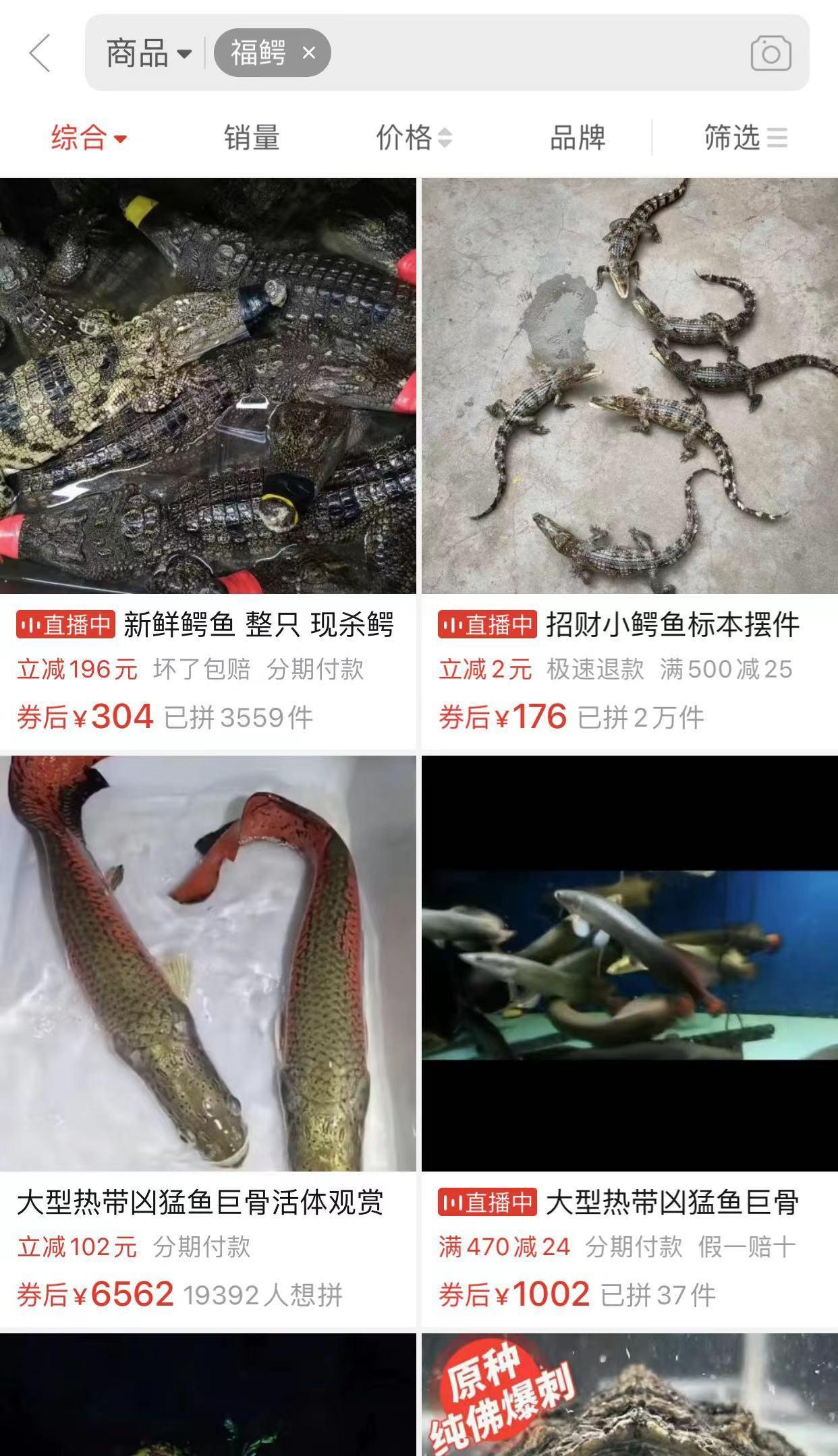 鳄雀鳝的资料简介(鳄雀鳝能吃吗,危害有哪些)