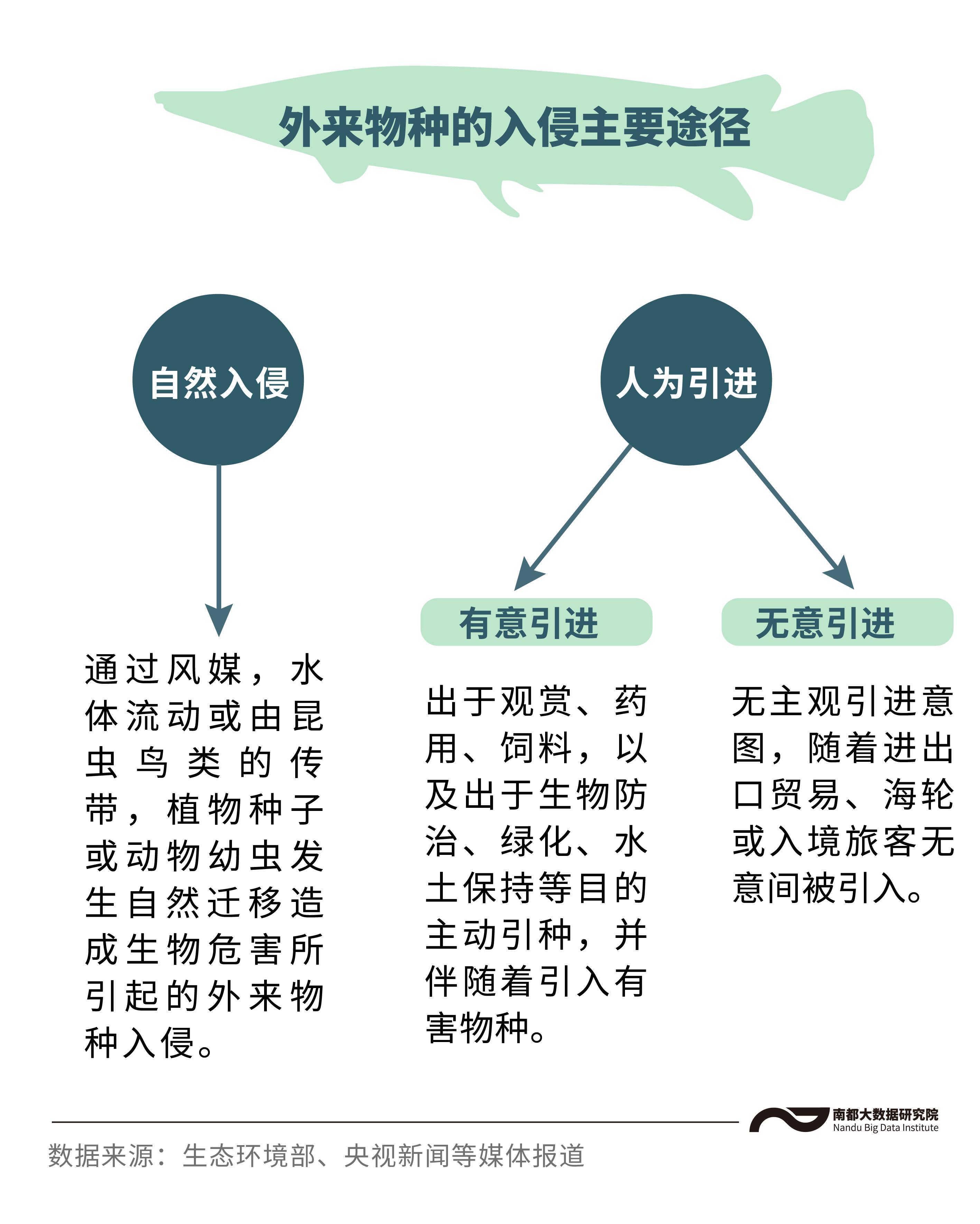 鳄雀鳝的资料简介(鳄雀鳝能吃吗,危害有哪些)