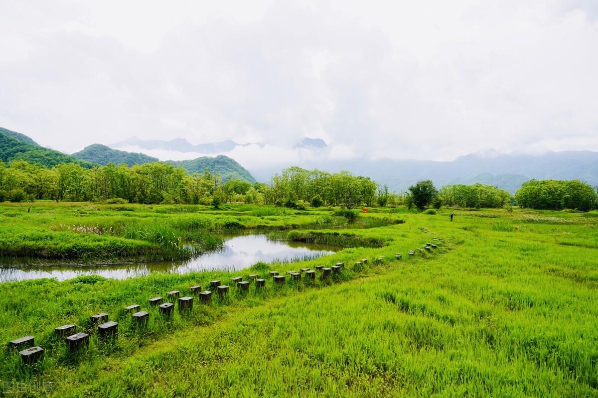 什么是湿地,湿地的含义和作用是什么?