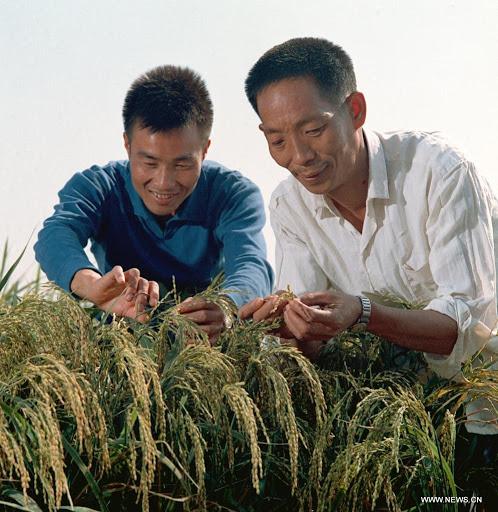杂交水稻之父袁隆平的主要事迹简介(袁隆平爷爷的成就和贡献)