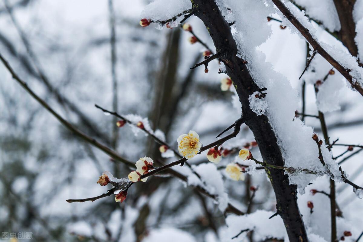 陆天明大雪无痕小说简介和评价(大雪无痕故事梗概)
