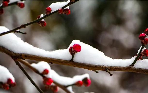 描写雪不带雪的成语有哪些词语?写雪不见雪的诗词大全