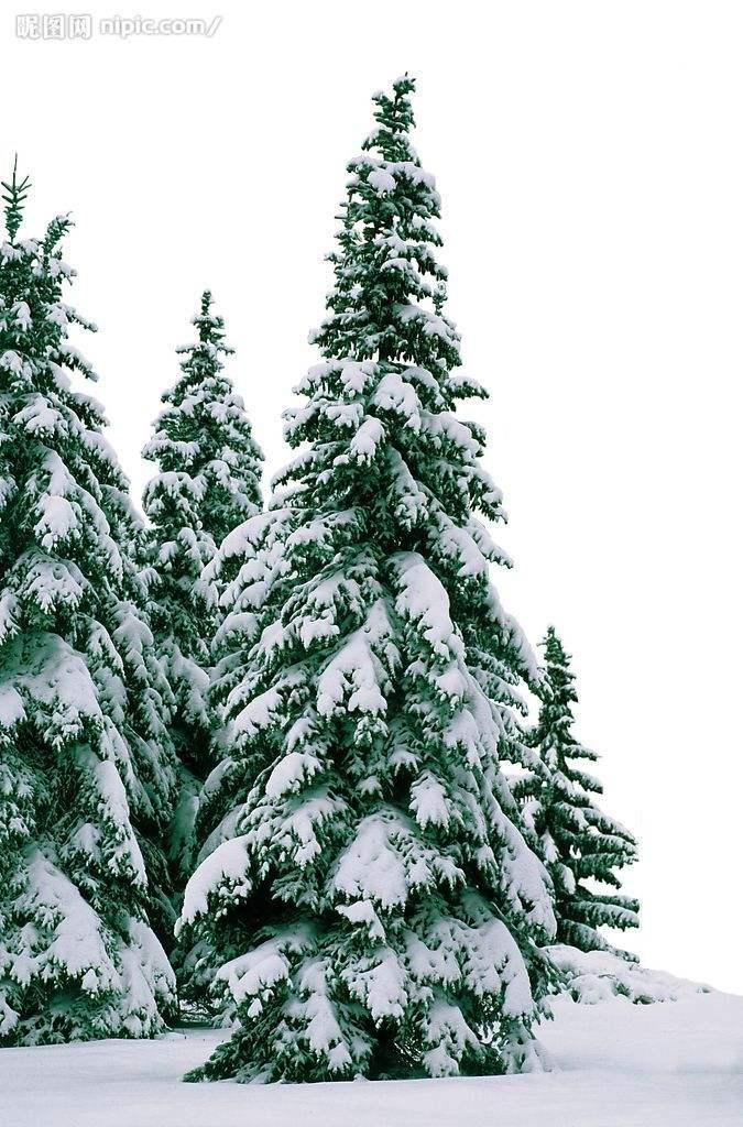 大雪压青松青松挺且直什么意思?青松全诗和象征意义是什么?