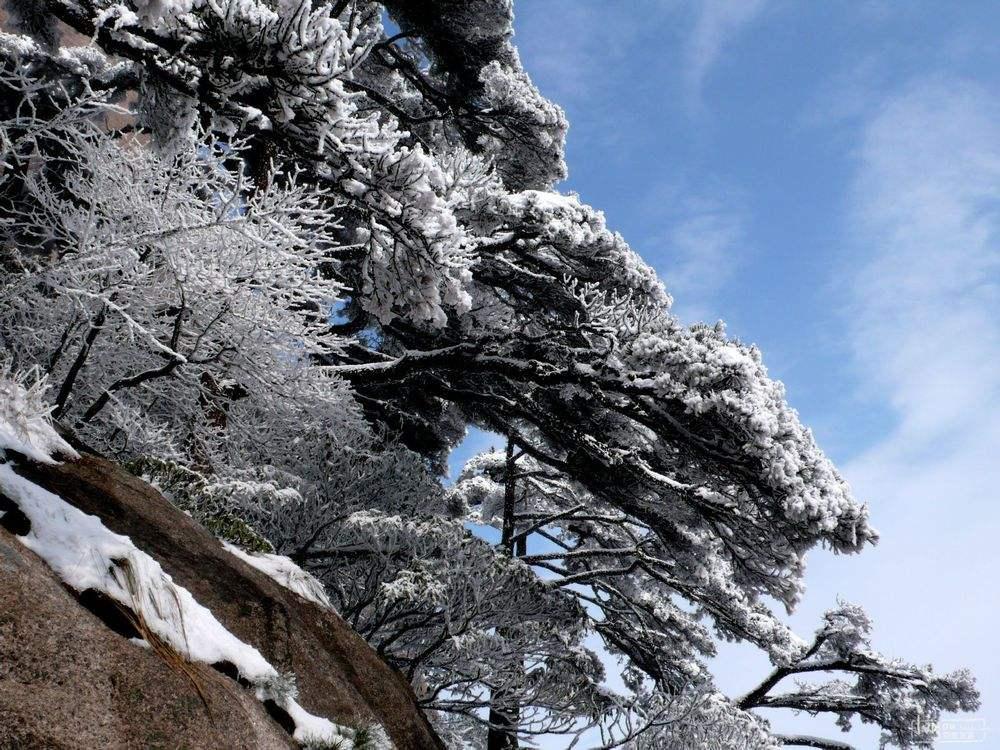 大雪压青松青松挺且直什么意思?青松全诗和象征意义是什么?