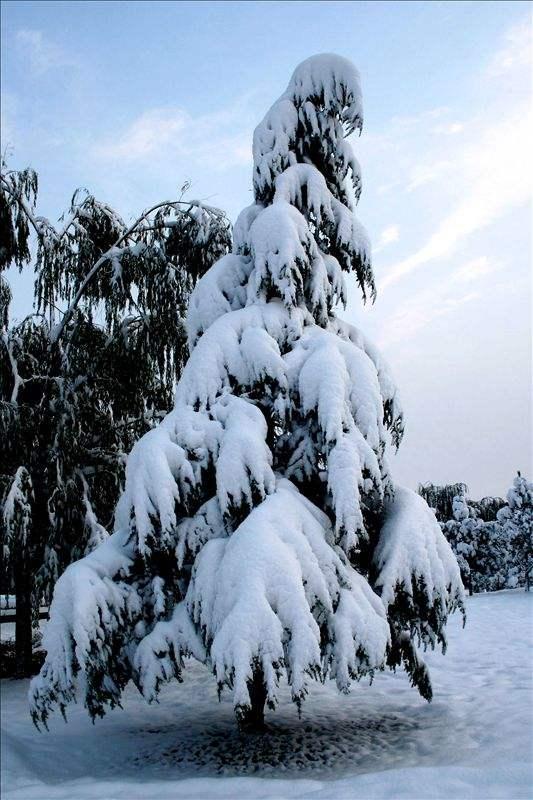 大雪压青松青松挺且直什么意思?青松全诗和象征意义是什么?