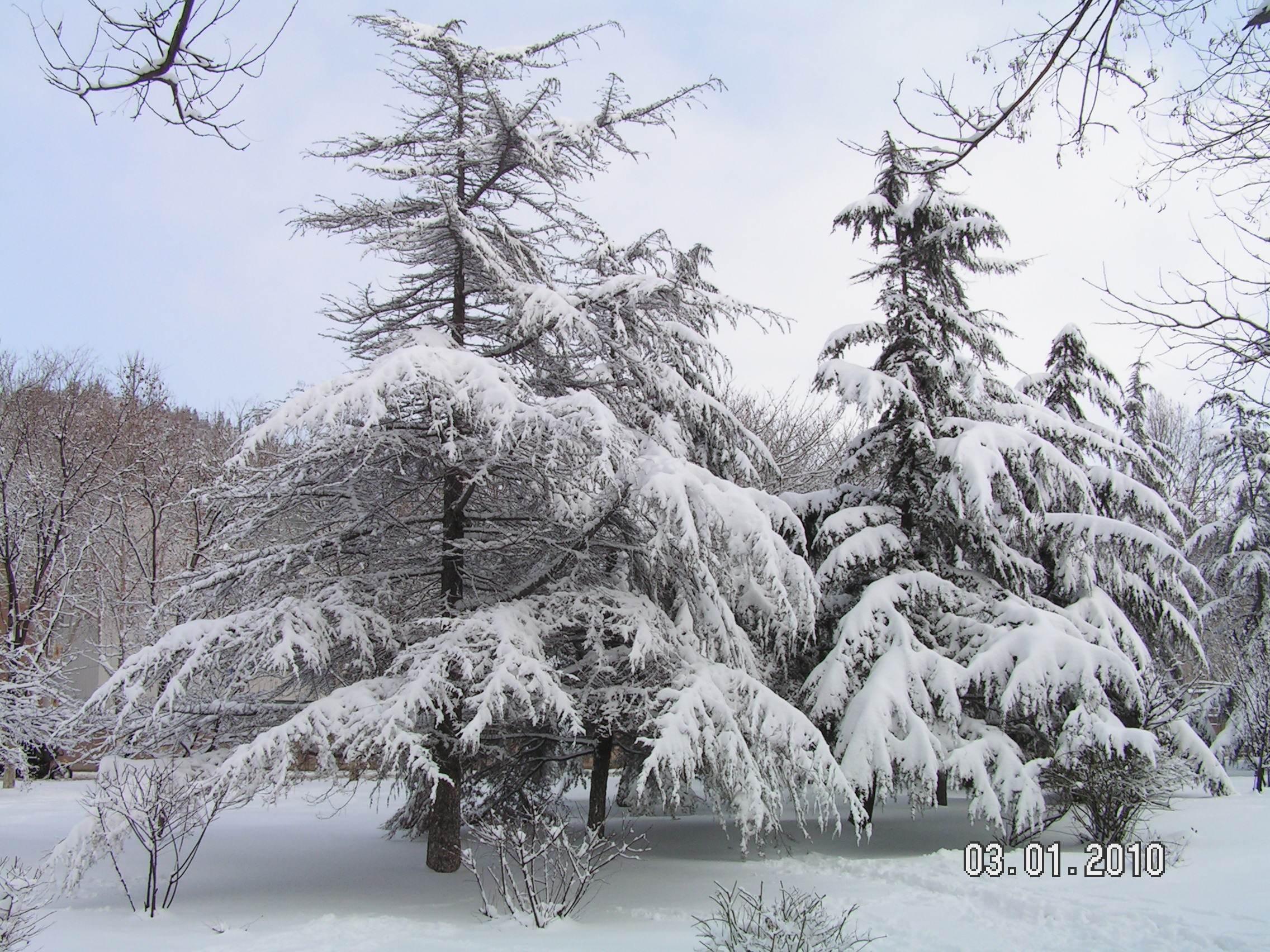 大雪压青松青松挺且直什么意思?青松全诗和象征意义是什么?
