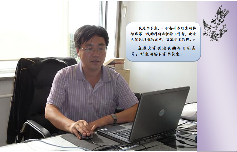 鲁迅笔下的“猹”究竟是自然界中什么动物?