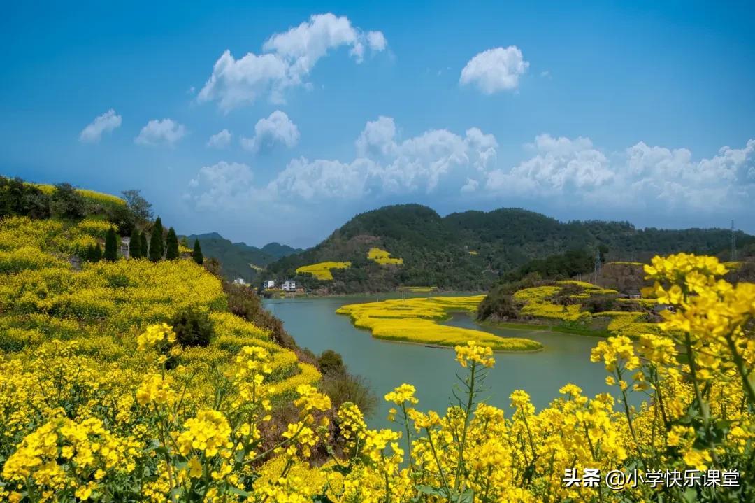 油菜花的作文300字5篇(小学优秀范文)