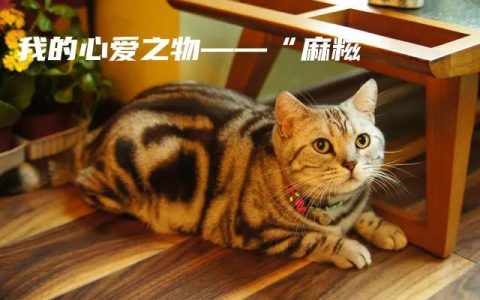 作文我的心爱之物汇总3篇（小学精选作文）